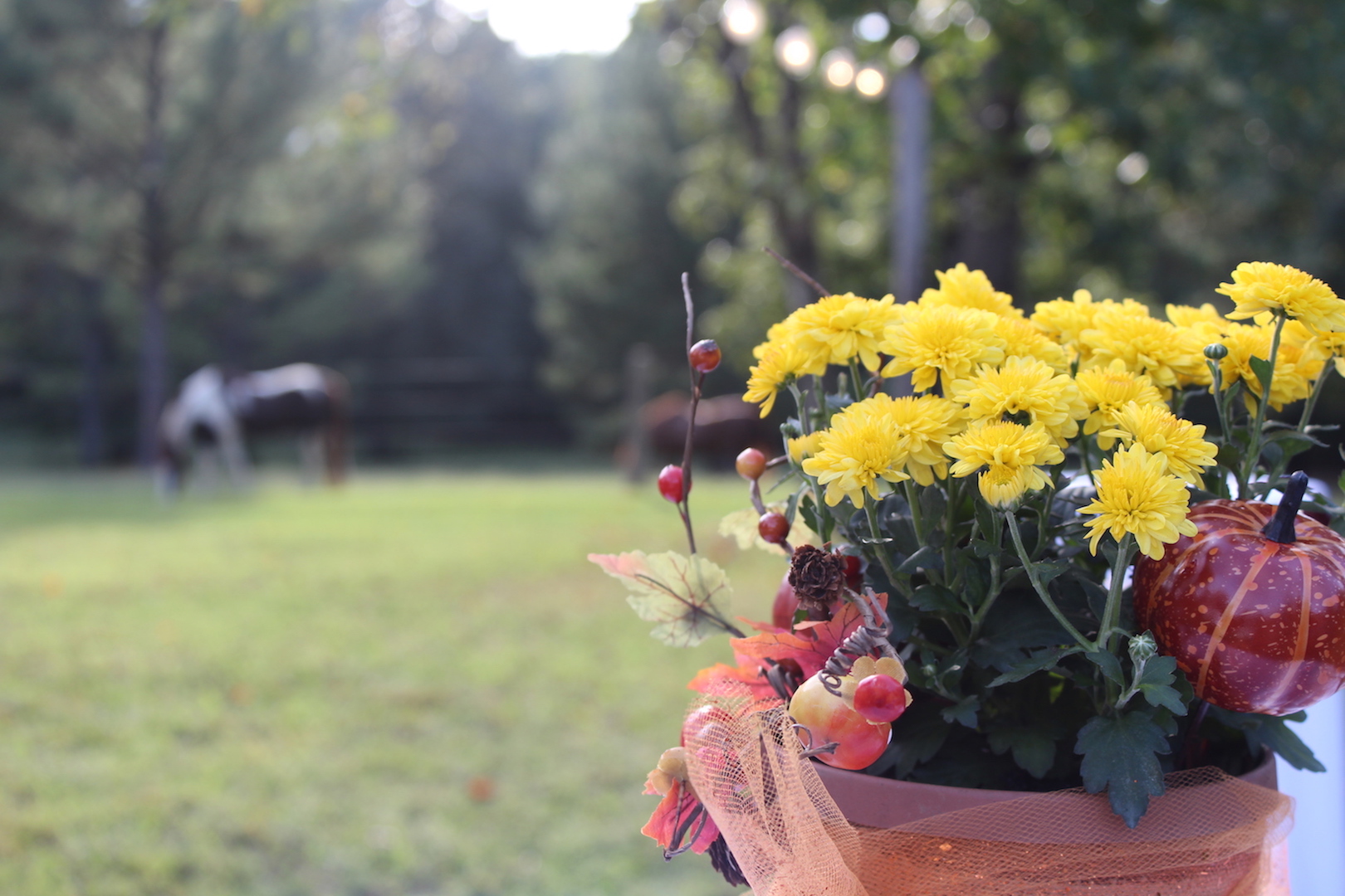 GWC Fall Social, "A Farm DropIn", October 1, 2018 Greenwood County